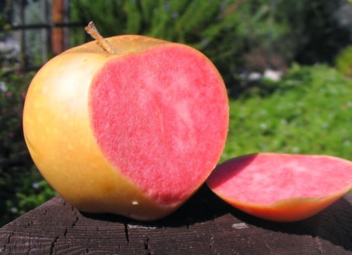 Pink Pearl - жемчужина среди яблок